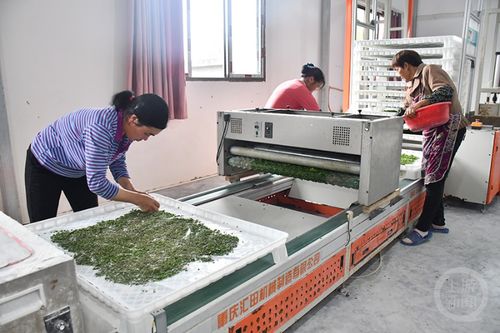 智能共育工廠 蠶寶寶的'別墅'生活與'保姆式'管理